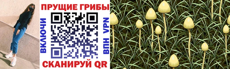 Купить где  Куйбышев  Псилоцибиновые грибы Cubensis 